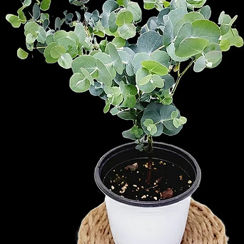 유칼립투스외목대15cm공기정화식물 1