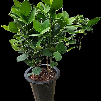 크루시아중대품높이60cm공기정화식물 1