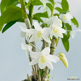 덴드로비움 교배종 화이트 흰꽃 실생묘 희귀난 인테리어식물 1