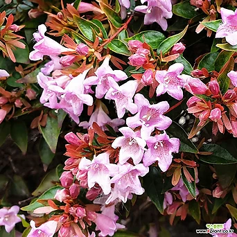 댕강나무 핑키 벨스 C3포트 왜성 향기 큰꽃 반상록 꽃댕강 관목 꽃나무 1