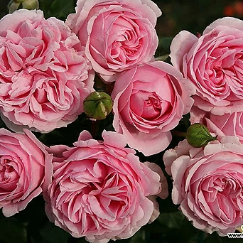 벨렌슈필 - 독일사계장미 6치 포트묘 연분홍색꽃 ( 독일장미 / 화단장미 / 묘목 / 조경수 ) 1