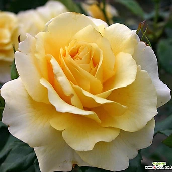 써니스카이 - 독일사계장미 6치 포트묘 노랑색꽃( 독일장미 / 화단장미 / 묘목 / 조경수 ) 1
