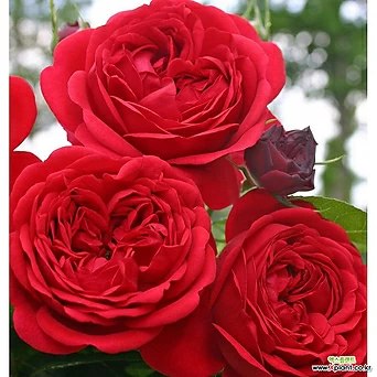 아웃 오브 로젠하임 - 독일사계장미 6치 포트묘 빨강색꽃( 독일장미 / 화단장미 / 묘목 / 조경수 ) 1