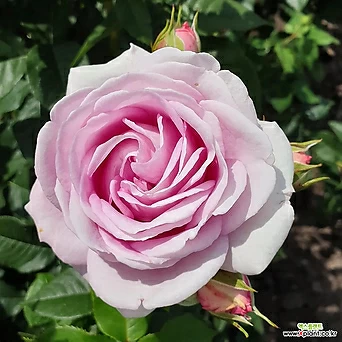 쾨니긴 마리에 - 독일사계장미 6치 포트묘 분홍색꽃( 독일장미 / 화단장미 / 묘목 / 조경수 ) 1