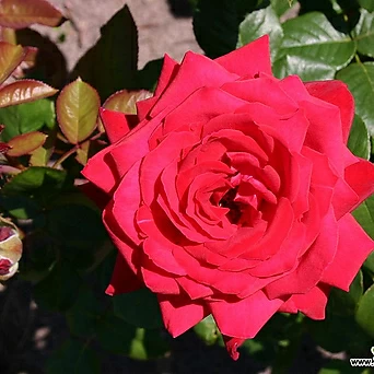 유럽 장미- 부르군드 81 -18cm포트 빨강색  사계장미 관목장미 정원장미 묘목 정원에서 1