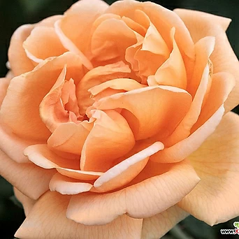 프랑스 장미- 아바에 드 클뤼니 -18cm포트 오렌지색  사계장미 관목장미 묘목 정원에서 1