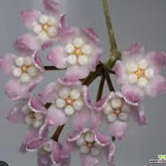 호야.톰소니 핑크.예쁜핑크색.꽃색깔예뻐요.향기좋은향.인테리어효과.공기정화식물. 1