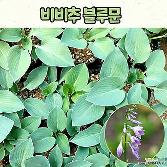 호스타 비비추 블루문(4치 포트) 전국노지월동 / 정원식물 1