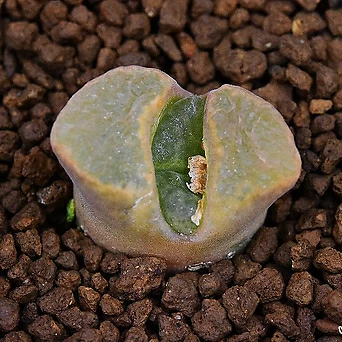 Conophytum verrucosum(베르코삼) 232 1