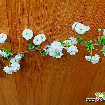 장미조팝(꽃은 늦겨울꽃입니다) 1