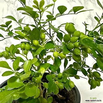 자스민 오렌지자스민 중형 꽃나무 오렌지쟈스민 식물 화초 1