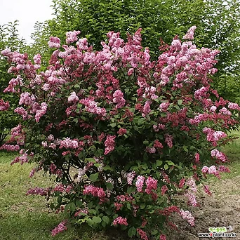 프레스토니아 라일락 미스 캐나다 18cm포트 장미빛 진한향 향수 꽃나무 1