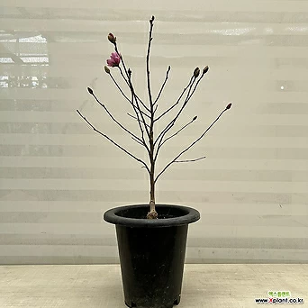별목련 던 분홍꽃 꽃나무 1