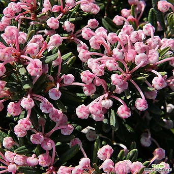 블루라군- 각시석남 12cm포트 야생화 왜성종 작은꽃 조경수묘목 노지월동 정원에서 1