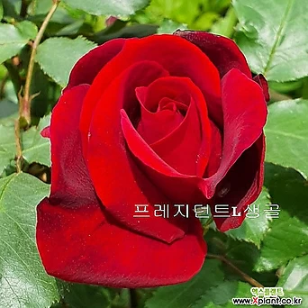 정원장미(프레지던트 L 생골)-노지월동 1