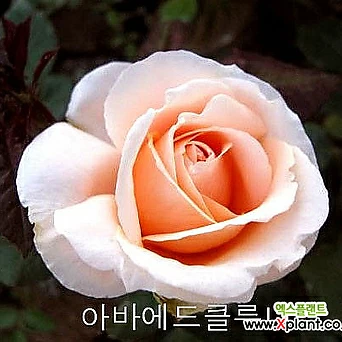 정원장미(아바에 드 클루니)-노지월동 1