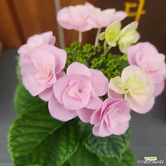 장미수국 외목대 핑크 꽃대 1