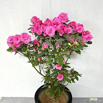 장미철쭉 분홍꽃 꽃나무 1