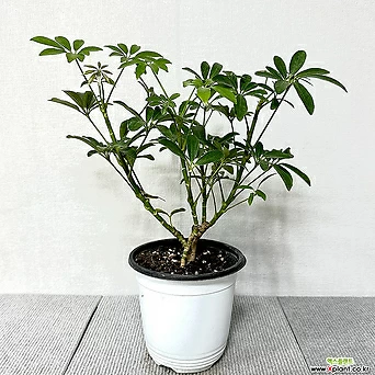 홍콩야자 공기정화식물 실내인테리어 1