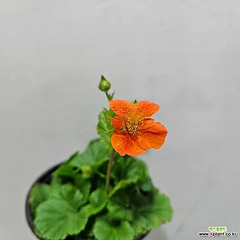 주황색 꽃이 계속피는 뱀무(2포트) 1