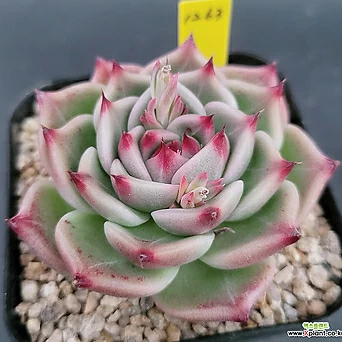 Korean Succulents (HIGH) NEW  (Red Eagle) 1263 1263 1