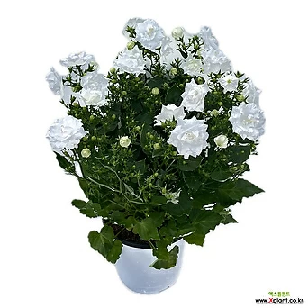 더블캄파눌라 흰꽃 소품 겹꽃 로즈 20구 1