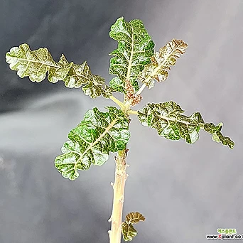 Boswellia aspleniifolia x nana hy(104)귀품 1