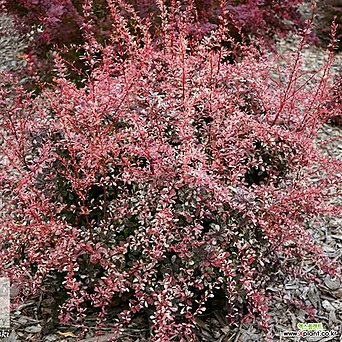 매자나무 핑크 버드 P9포트 무늬 독특한 단풍 관목 울타리 나무 묘목 1