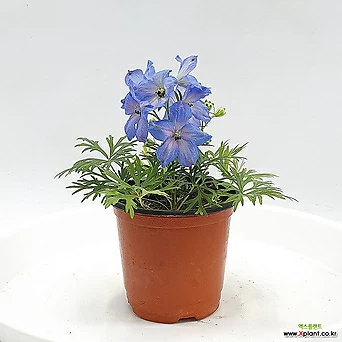 델피늄 치어블루 화분 파란꽃 화초 꽃모종 파란색 식물 공룡꽃식물원 1