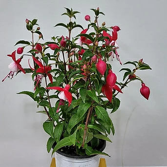 종꽃후쿠샤 후쿠시아 공기정화식물 1