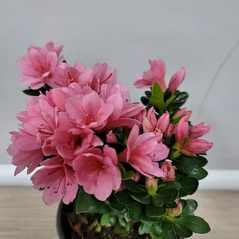 방울기리시마 핑크 공기정화식물 1