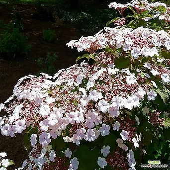 분홍백당 15cm 화분 분홍 꽃나무 백당나무 1