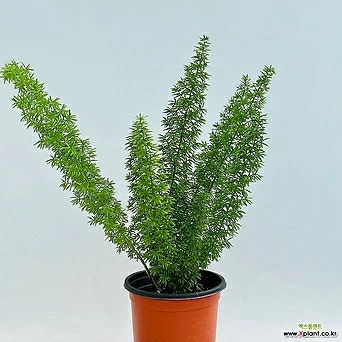아스파라거스 메이리 폭스테일 아스파라거스 키우기쉬운식물 인테리어식물 1