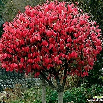 콤팩트 화살나무.특대품.가을에 예쁜빨강색단풍.화단에 심는용도.나무 푸짐하니 좋습니다. 1