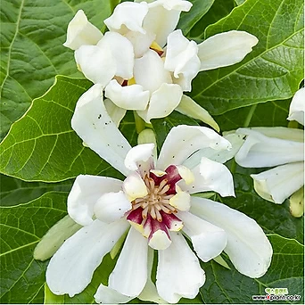 자주 받침꽃 비너스 C3 화분 꽃나무 흰색꽃 1