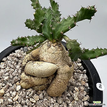 스텔라타 Euphorbia stellata 142 1
