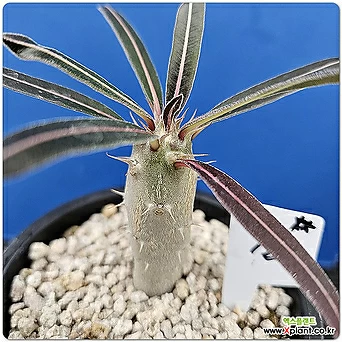 파키포디움 칵티패스(pachypodium rosulatum var. cactipes)02 1