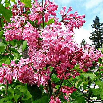 프레스토니아 라일락 미스캐나다 p9포트 꽃나무 1