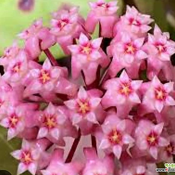 호야.파라시티카(분홍색별사탕모양꽃).꽃색깔예뻐요.잎모양이 예뻐요.향기좋은향.인테리어효과.공기정화식물. 1