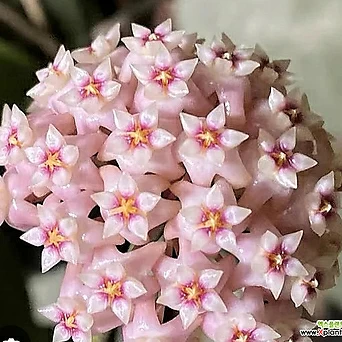 호야.파라시티카(분홍색별사탕모양꽃).꽃색깔예뻐요.잎모양이 예뻐요.향기좋은향.인테리어효과.공기정화식물. 1
