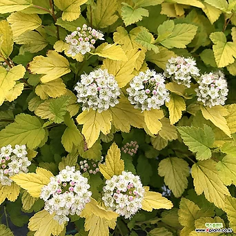 국수나무 - 타이니 와인 골드 - c3포트 왜성종 크림색꽃 포인트조경 1
