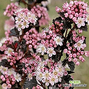 국수나무 - 타이니 와인  - c3포트 왜성종 연분홍색꽃 포인트조경 1