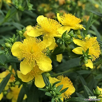 물레나무 - 써니불러버드 - C3 포트묘 노란색꽃 긴개화기간 조경수묘목 1