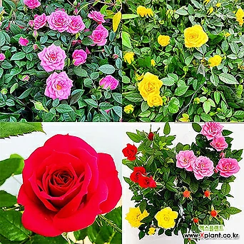 꽃나무드림 미니장미 소품 미니 장미향기 꽃식물 사철 로즈 야생화 향기나는꽃 색상랜덤 1