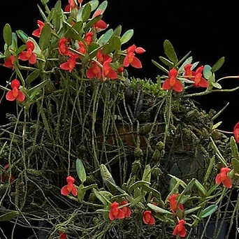 Maxillaria sophronitis.막실라리아 소프로니스트(발강색꽃).잎,꽃앙징맞고 예쁨.토분.인기. 1