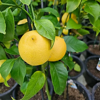 레몬나무(오리지날) 한목대( 저렴해요) 1