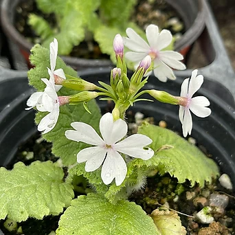 토종앵초-흰색꽃 1