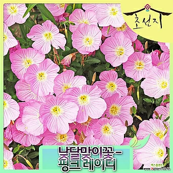[초선지] 분홍 향 낮 달맞이꽃 4치 핑크 레이디 1
