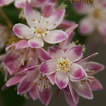[청계산식물원] 꽃대 분홍말발도리 / 사진촬영 2024년 3월 30일 1