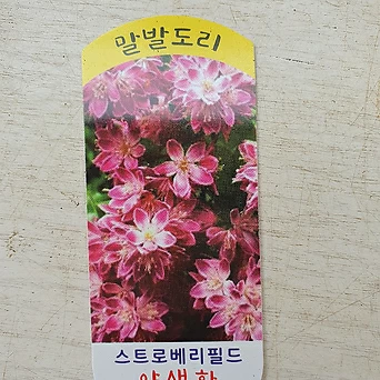 분홍말발도리 스트로베리필드 노지월동 1